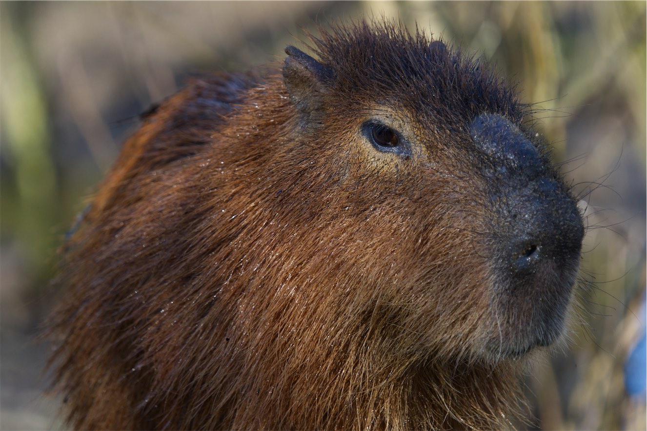 Capybara 01315